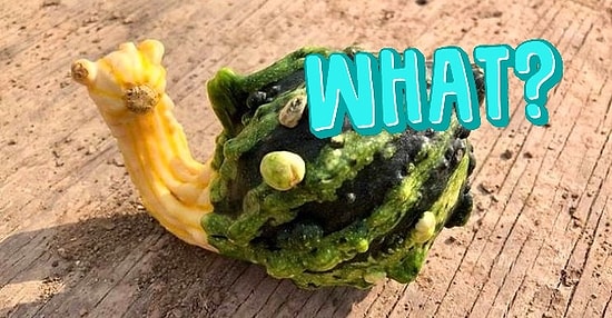 35 оптический иллюзий, в которых без 50 грамм не разберешься