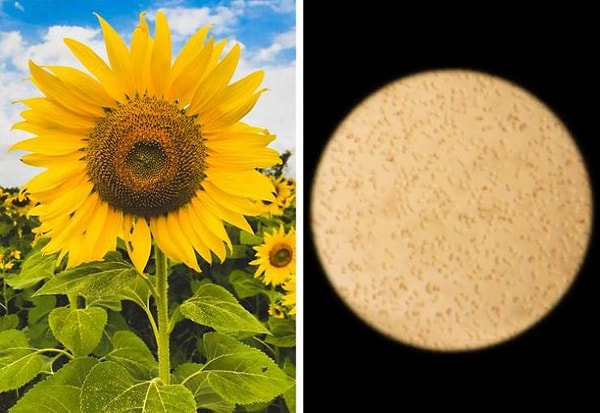 8. Подсолнечник