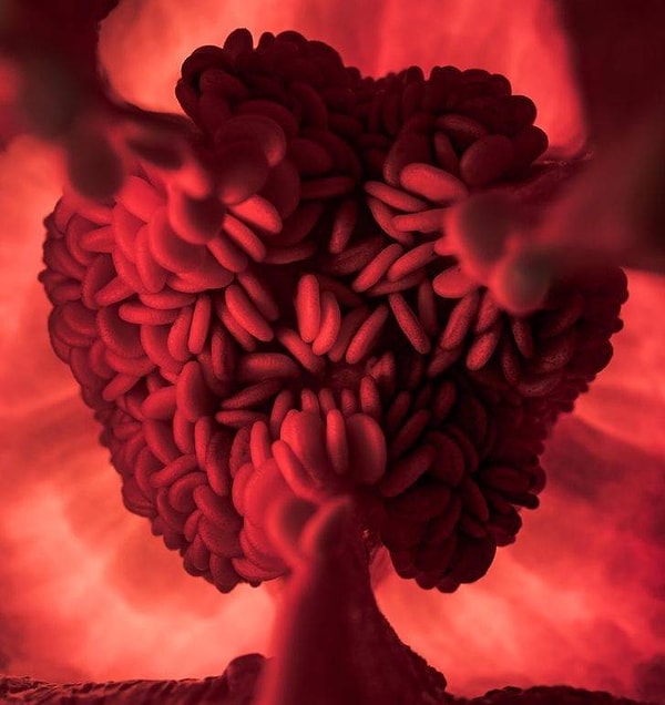 16. Красный сладкий перец