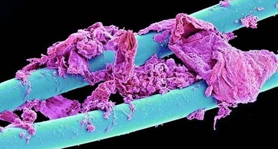 Как самые обычные вещи выглядят под микроскопом (20 фото)