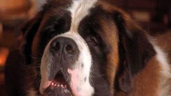 3. "Charles Gordon'la filmlerde oynayan Beethoven köpeğiyle tanışmıştım, gerçek ismi Duke'du ve kendisi çok akıllıydı."