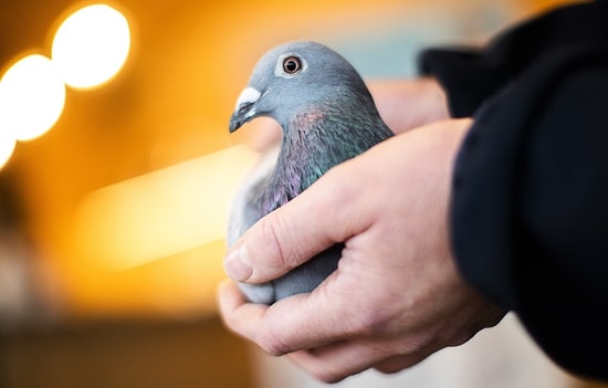 Avrupa'nın En Değerlisi Oldu: Belçikalı Posta Güvercini 1 Milyon 600 Bin Euroya Satıldı