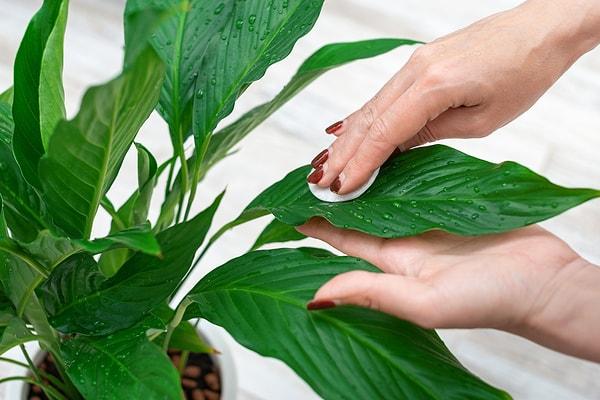 Bitkilerinizin yapraklarını temizlemek ve düzenli aralıklarla oluşan sağlıksız kısımlarını ortadan kaldırmak bitkinin temiz ve sağlıklı büyümesine yardımcı olacaktır.