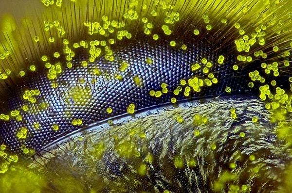 6. 120 kat büyütme sonucunda karahindiba poleniyle kaplı bal arısının gözü.