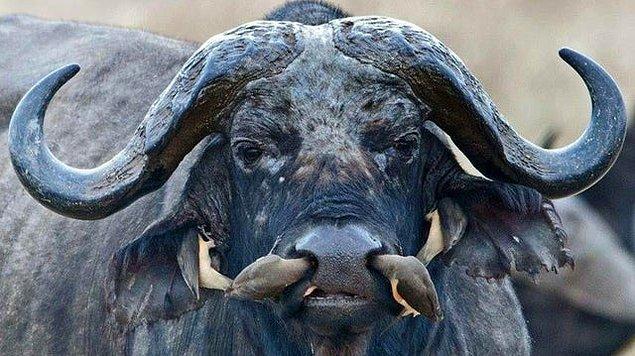 7. Parazitleri yemek için bir bufalo burnuna giren temizlikçi kuşu: