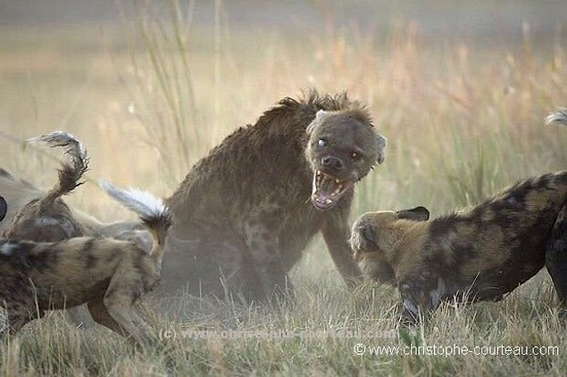 8. Kahverengi sırtlan afrika yaban köpeklerine karşı: