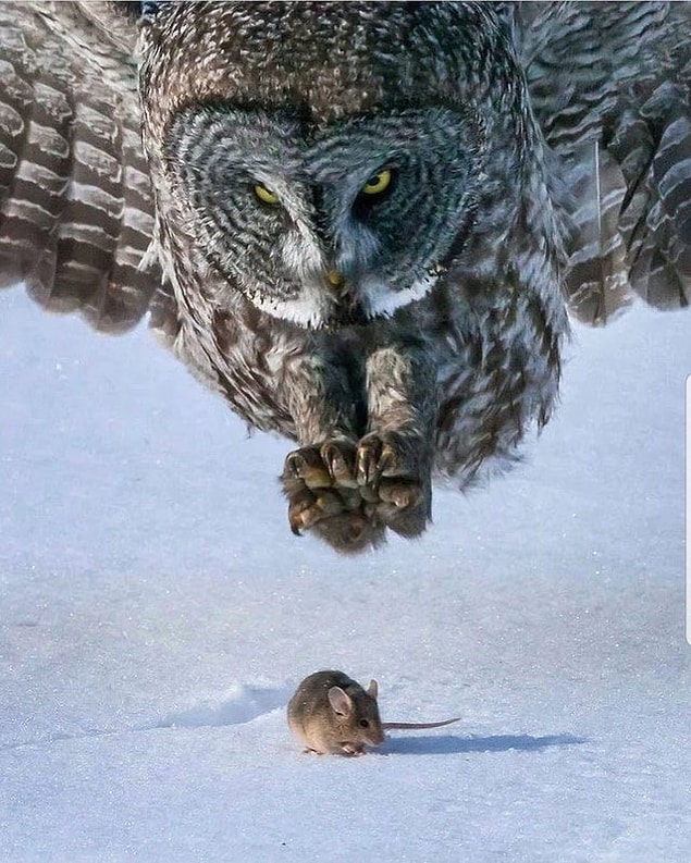 9. Avlanan bir baykuş: