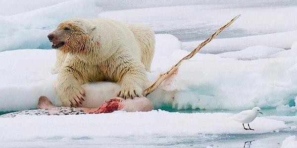 10. Deniz gergedanı yiyen bir kutup ayısı: