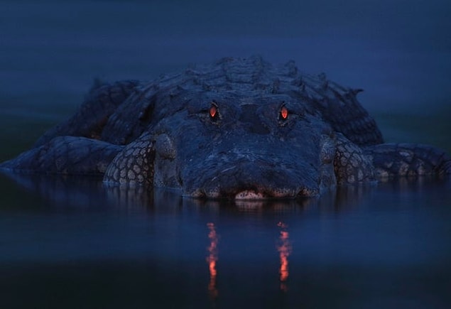 12. Gece fotoğraflanan ürkütücü timsah: