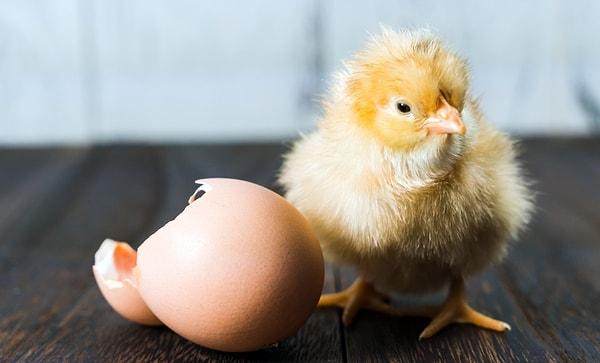 11. Aynı öğün içerisinde hem yumurta hem de tavuk yerseniz, tek seferde bir tavuğun hayatının başlangıcını ve sonunu tatmış olursunuz.