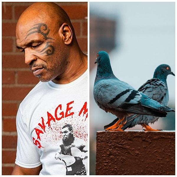 14. Mike Tyson: Güvercin yarışçılığı