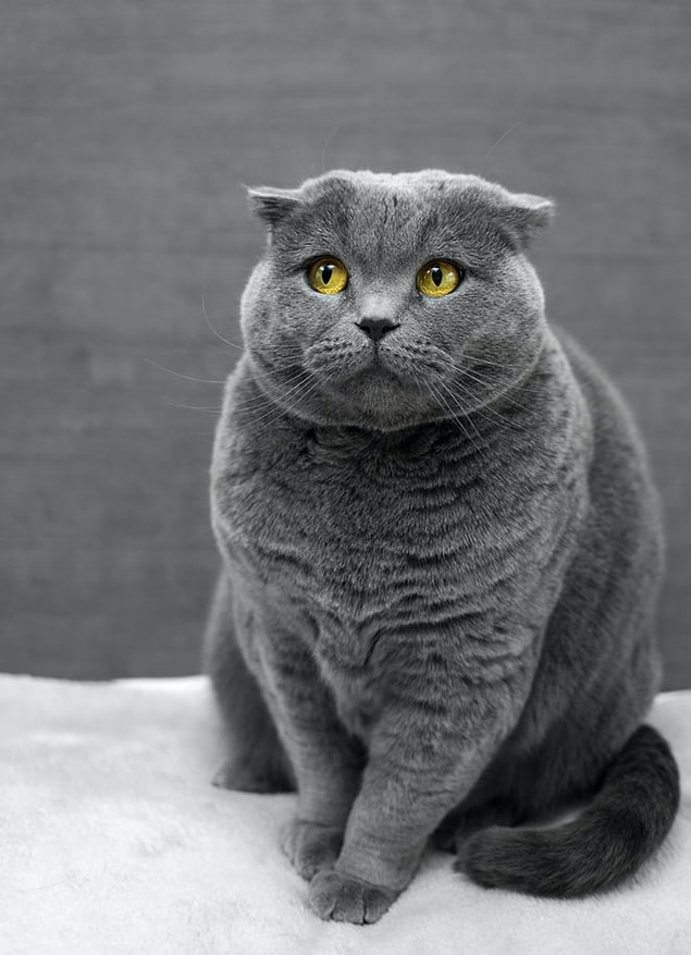 Kedi sahipleri, sesleri kaydederek ve ne anlama geldiğini kategorize ederek yapay zekanın gelişmesinde büyük rol oynuyor.