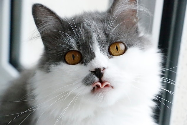 The Animals Charity'den kedi davranışları uzmanı Juliette Jones, "Çoğu kedi sahipleriyle iletişim kurmak için miyavlıyor, sahipleri de onlara cevap veriyor."