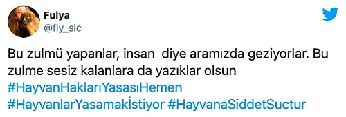 Vahşet Bitmiyor! Tavukları Kovalayan Pamuk'un Ön İki Bacağını Önce Kırıp Sonra Kestiler...