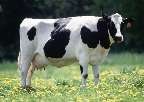 Эндрю Пеллинг, ученый, который участвовал в разработке стейка Ouroboros, говорит, что эмбриональная бычья сыворотка стоит больших денег и жизней животных.