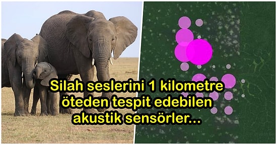 Silah Seslerini Tespit Edebilen Akustik Sensörler Yasa Dışı Avlanılan ve Nesli Tükenmekte Olan Hayvanların Kurtarılmasında Yardımcı Olabilir