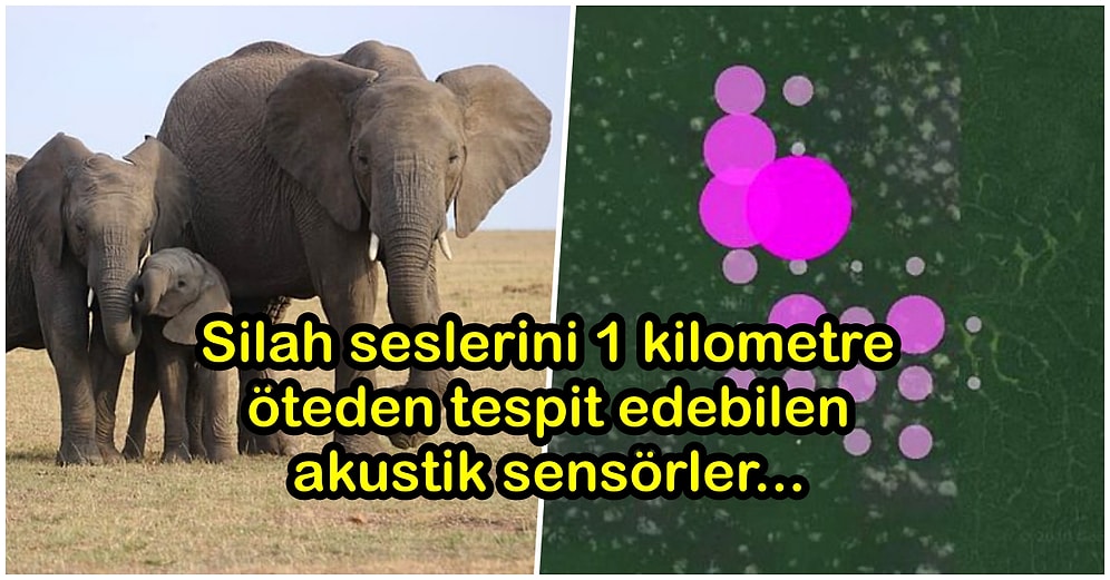 Silah Seslerini Tespit Edebilen Akustik Sensörler Yasa Dışı Avlanılan ve Nesli Tükenmekte Olan Hayvanların Kurtarılmasında Yardımcı Olabilir