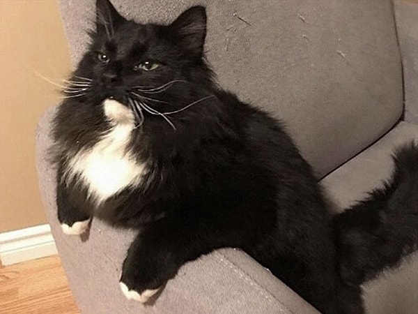 21. "Привет, меня зовут Аттикус. Я пробыл в отделении интенсивной терапии 2 дня, но оказалось, что у меня просто запор. Моя гигантская какашка стоила моим хозяевам 2536 долларов".