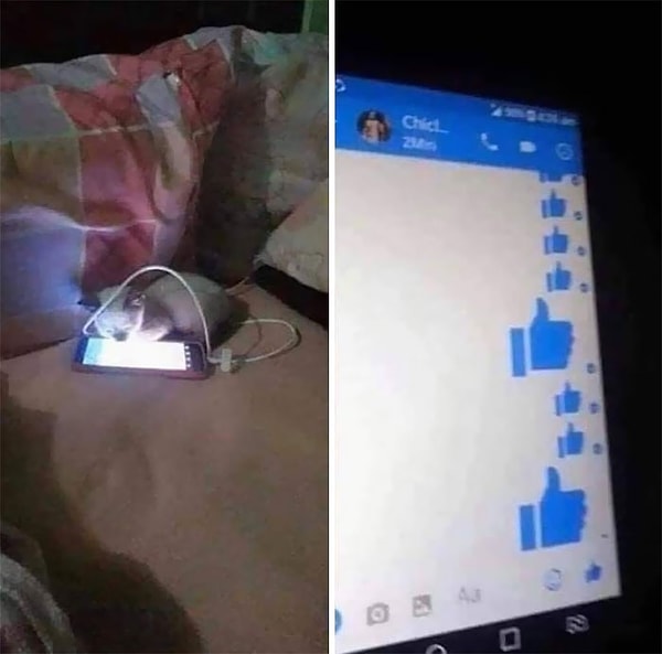 22. "Меня заблокировали в Фейсбуке из-за этого маленького негодника".