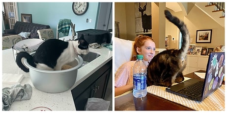 25 доказательств, что коты - бессовестные засранцы, у которых нет ни капли сострадания к своим владельцам (Часть 1, эпическая)