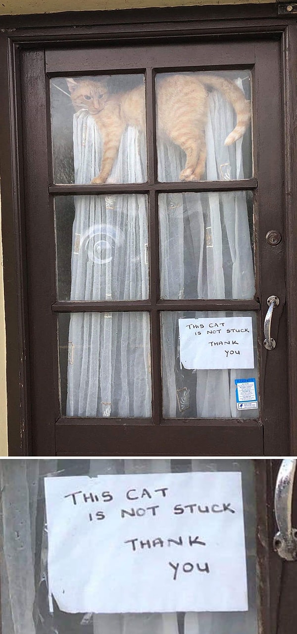 4. "Эта кошка не застряла. Спасибо".