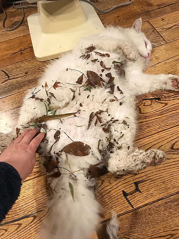 11. "А теперь чисти меня, раб".