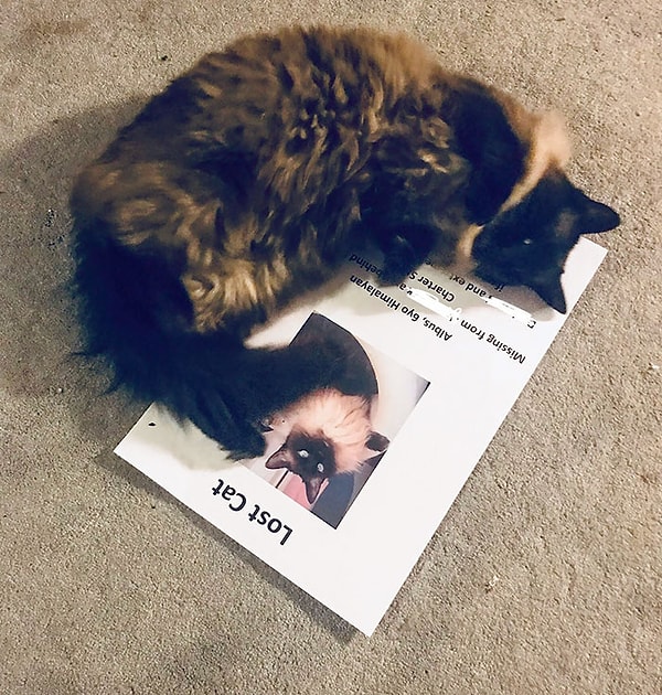 13. "Мой кот пропал вчера, а вернулся сегодня, спустя два часа после того, как я напечатал пачку дорогущих объявлений о его пропаже. Маленький засранец!"