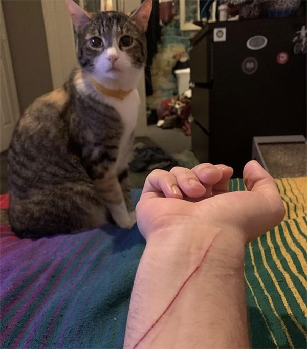 17. "Ваш кот может замаскировать вашу смерть под самоубийство".