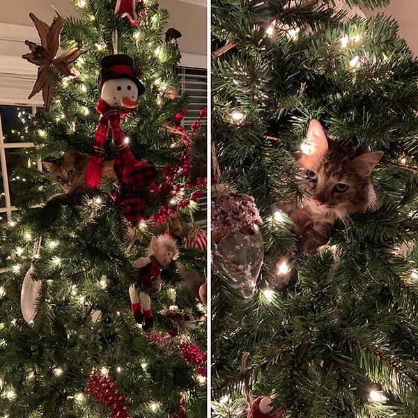 23. "Мы не могли найти кота битый час".