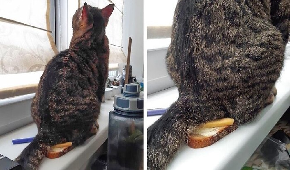 25 доказательств, что коты - бессовестные засранцы, у которых нет ни капли сострадания к своим владельцам (Часть 2, продолжение саги)