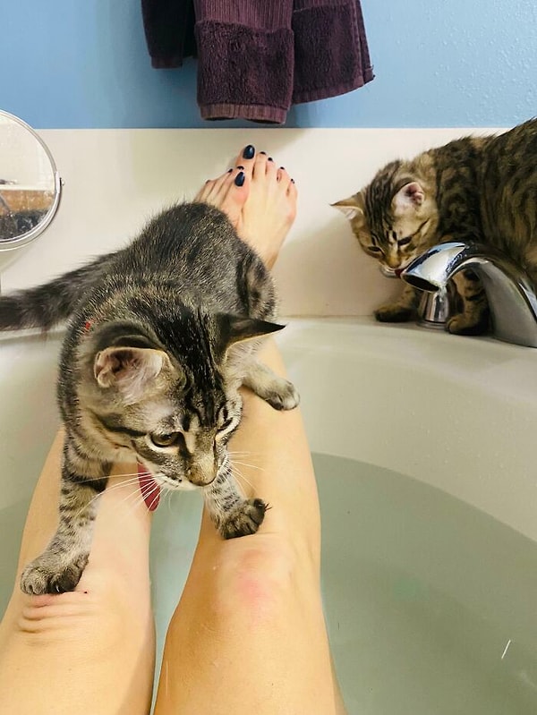 3. "Я хотела немного расслабиться в горячей ванной, но у моих котов были другие планы".