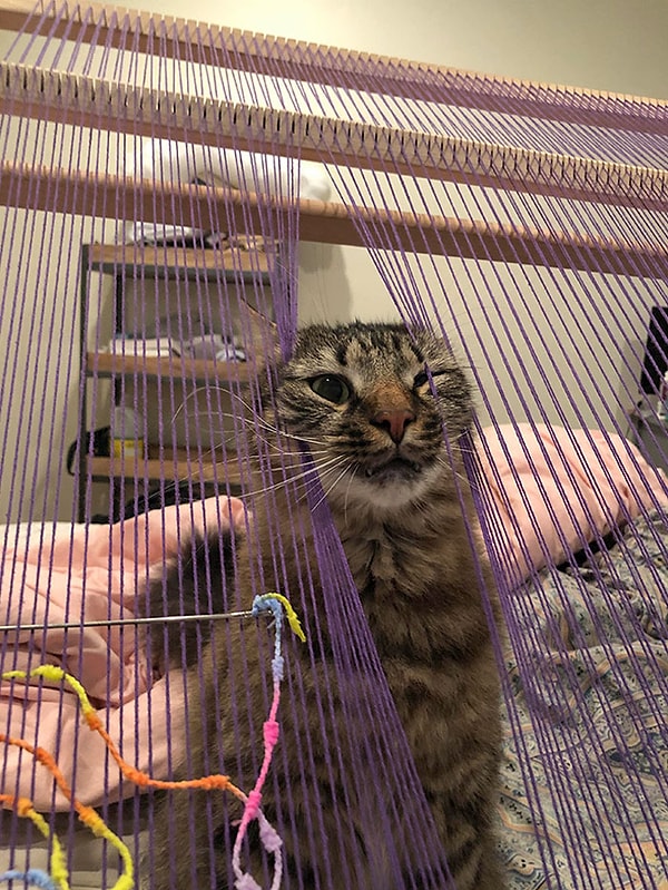 13. "Мой кот не стесняется заявить о том, что ему уделяют маловато внимания".