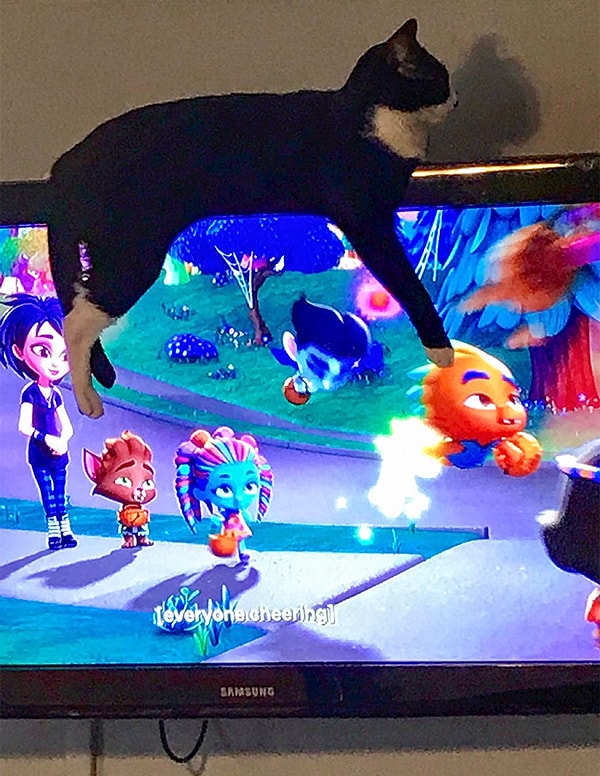 18. "Наш кот не дает нам смотреть телевизор".