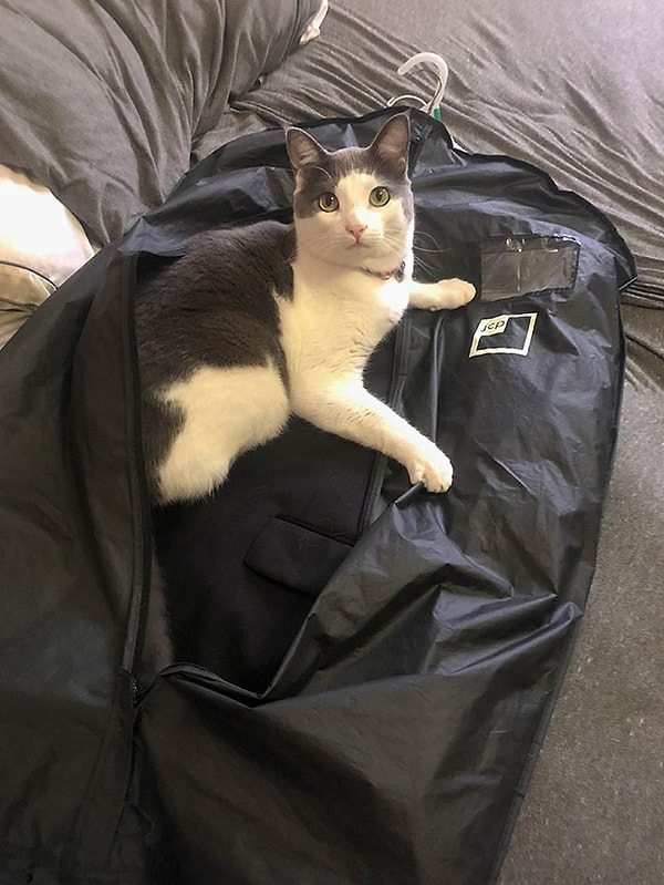 20. "Этот нахал сломал молнию на чехле, в котором лежал свадебный смокинг моего жениха, и обшерстил его ровно за день до нашего торжества".