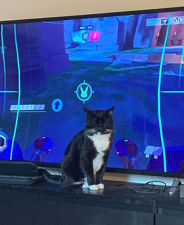 24. "Почему мой кот не может найти более удачное место, чтобы вздремнуть сидя?!"