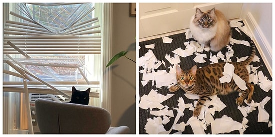 25 доказательств того, что коты - бессовестные засранцы, у которых нет ни капли сострадания к своим владельцам (Часть 3, уморительная)