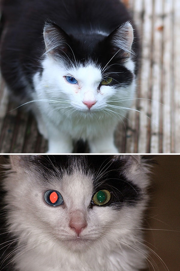 13. У моей кошки-домино гетерохромия, побочный эффект которой заключается в том, что свет по-разному отражается. Она выглядит как Терминатор