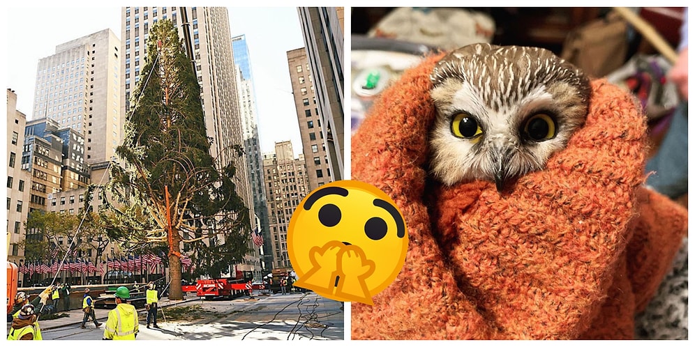 У Рокфеллер-центра в Нью-Йорке установили рождественскую елку с сюрпризом: в ее ветвях обнаружилась настоящая крошечная сова (5 фото)
