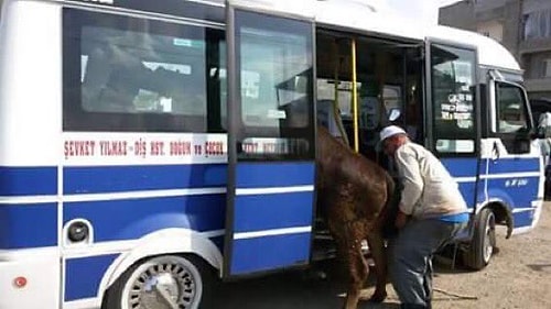 Dünyanın En Sağlıklı 5.Şehri Bursa'da Timsah Kafası ile Birlikte Görebileceğiniz 24 Fantastik Şey