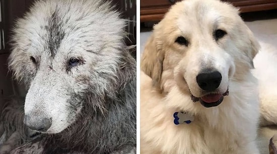 Владельцы домашних животных делятся историей того, как сильно изменились их питомцы с первой встречи