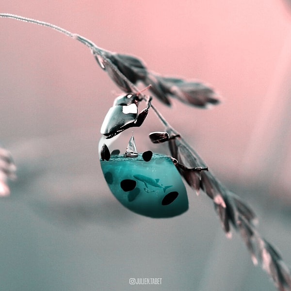 19. Аква божья коровка