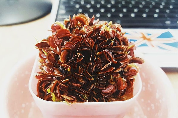 2. Моя растение Венерина мухоловка использует всю свою энергию, чтобы "отрастить" 200 ртов вместо того, чтобы вырасти просто большой в размере