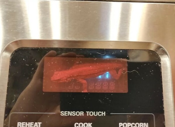 19. Эта ящерица залезла в мои микроволновые часы. Теперь это ее домик