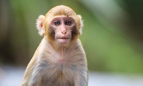 Novavax'tan Aşı Açıklaması: Maymunlar Arasında Virüsün Yayılması Engellendi