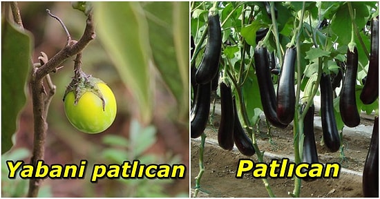 Her Gün Yiyip İçtiğimiz Meyve ve Sebzelerin Seri Üretime Geçmeden Önceki Halleri Sizi Çok Şaşırtacak!