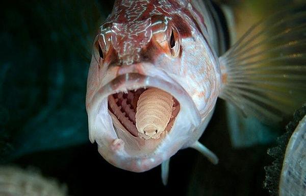 1. İçerisine girdiği balığın solungaçlarına girerek diline giden kanı kesen ve dili düştüğünde de yerini alan bir parazit türü olan 'cymothoa exigua':