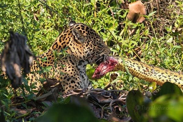 8. Öldürdüğü anakondayı taşıyan bir jaguar: