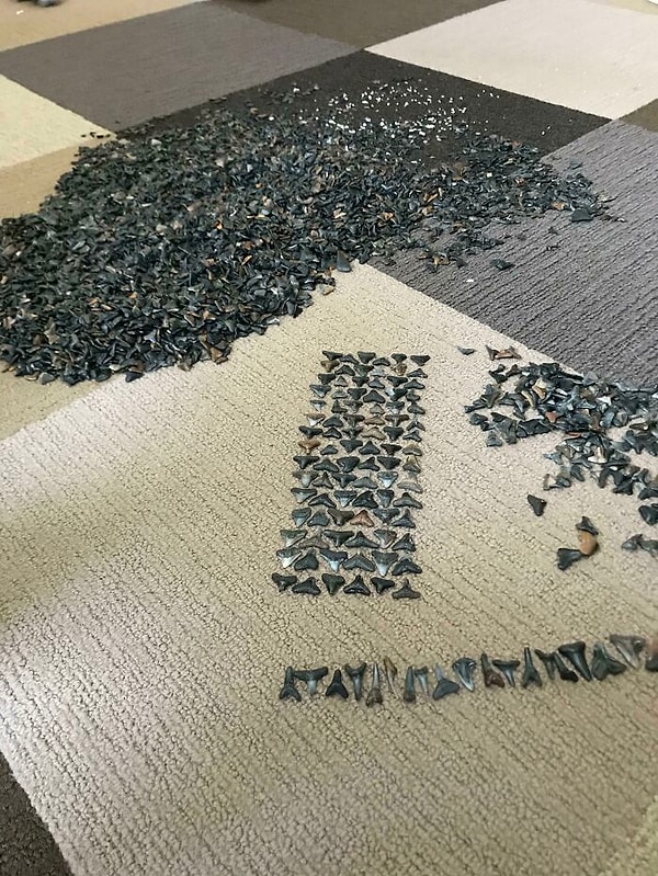 13. "С гордостью представляю вам мою коллекцию акульих зубов".