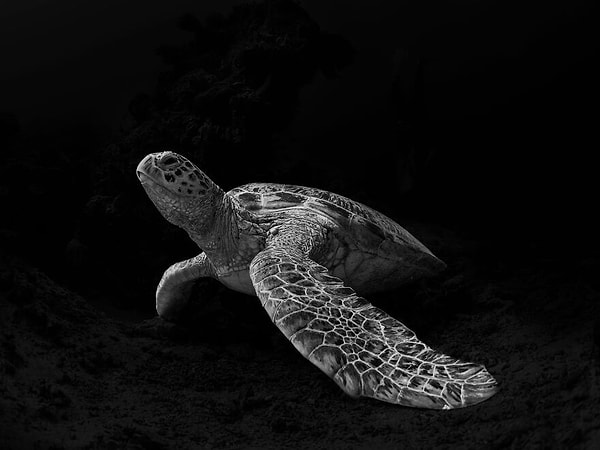 5. Угроза исчезновения