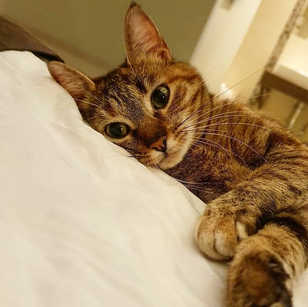 9. Бая, Венгрия